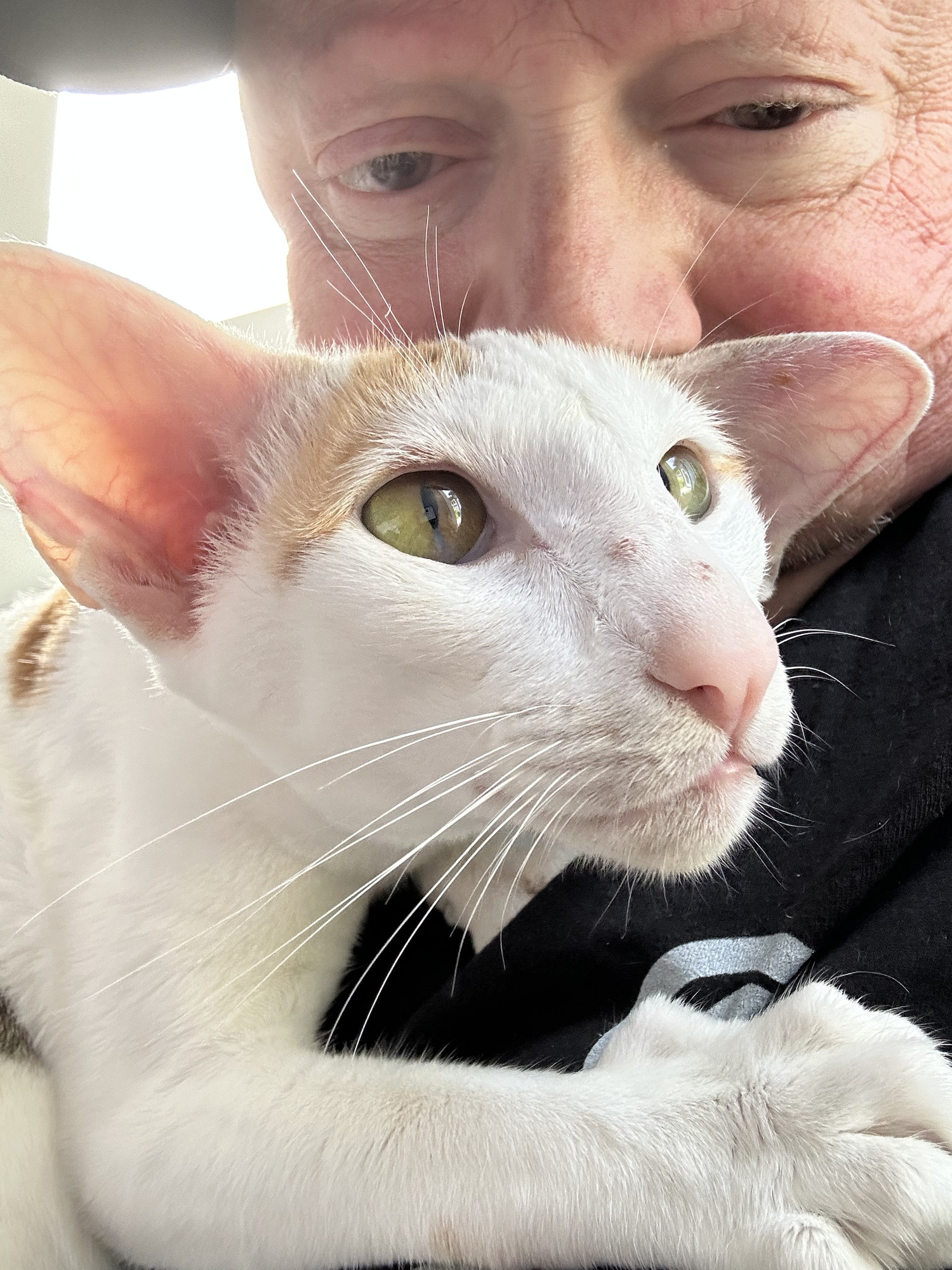 Ted close behind an Oriental Shorthair in the sunlight