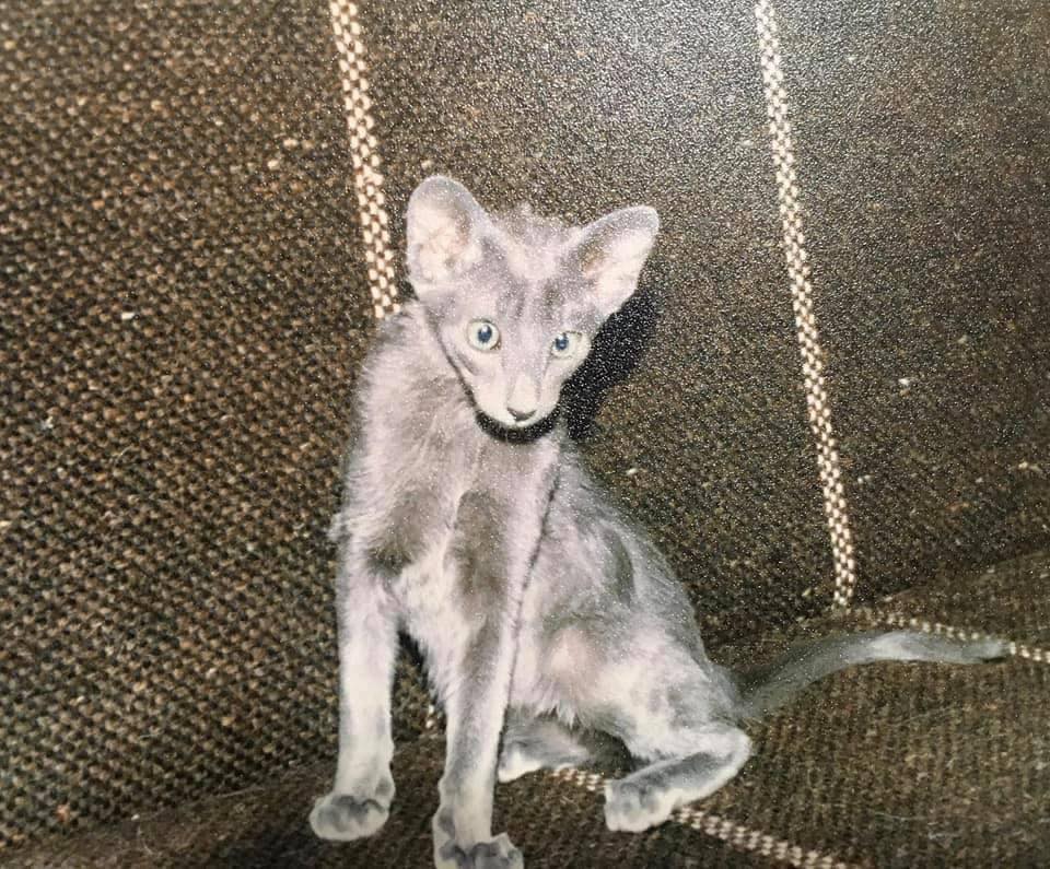 Historic photograph of CH Felitan’s Bluebell of Temeluphil