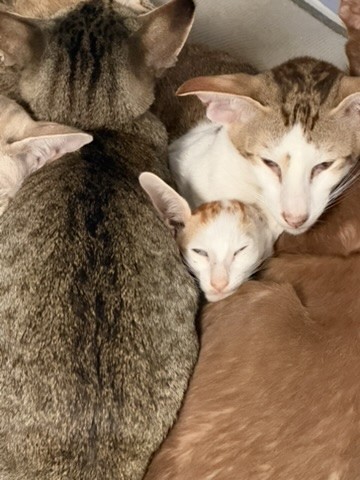 Friendly Fire nestled among other cats