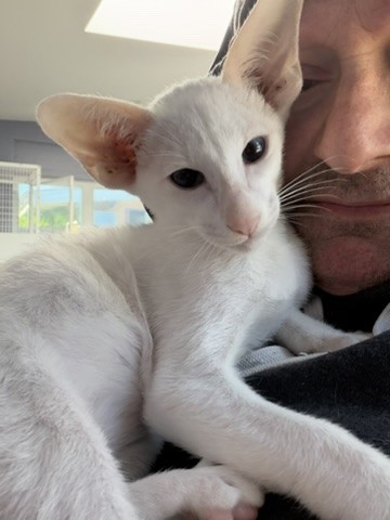RedTail, a white kitten, resting against Ted