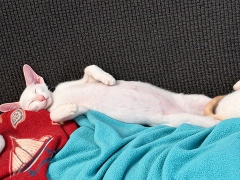 A white kitten asleep on a blue blanket