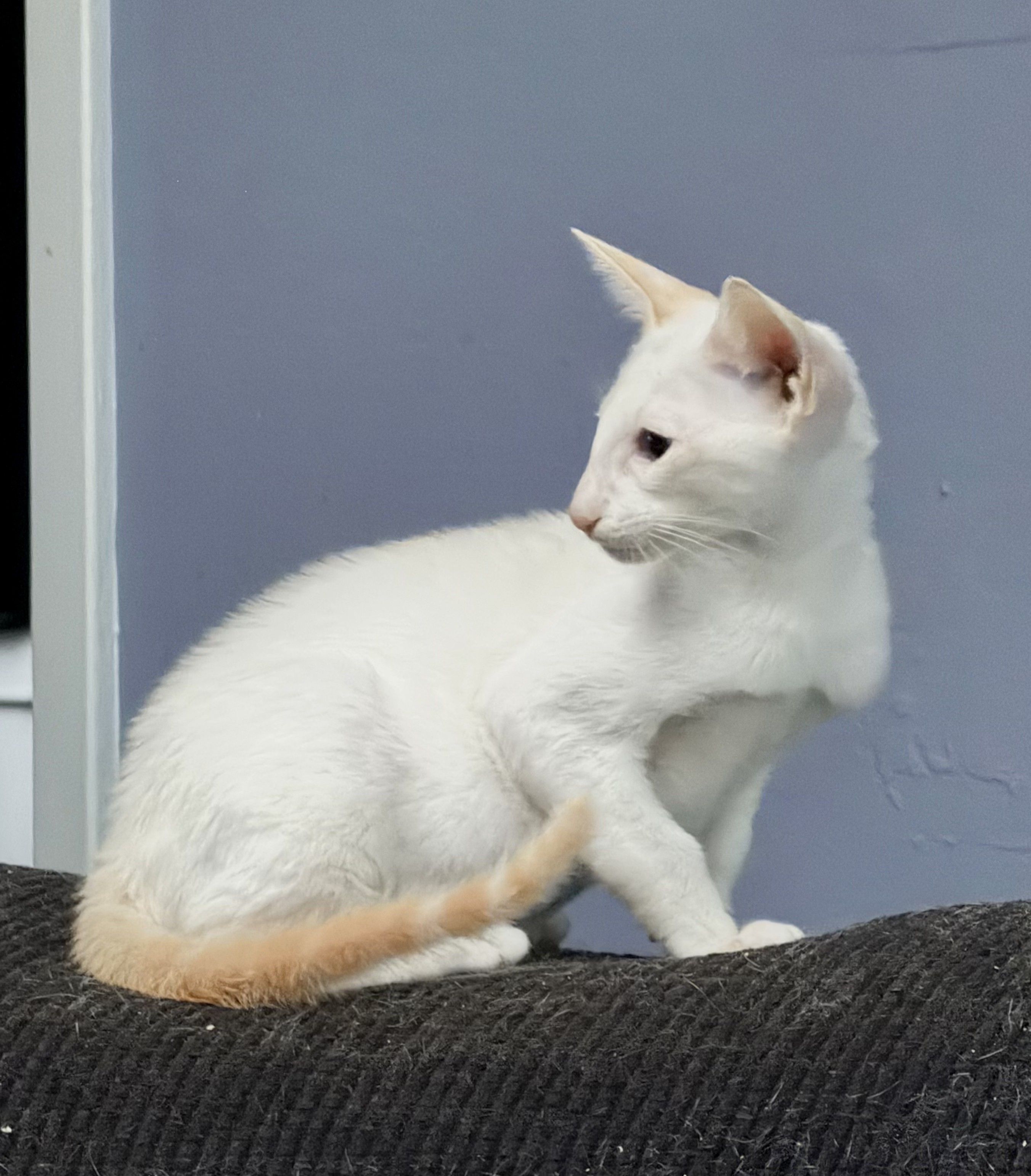 White Oriental Shorthair kitten sitting on a dark blanket