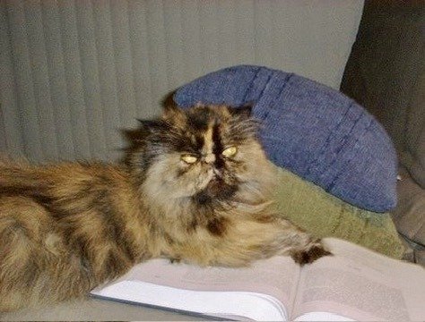 Starry Night, a Persian cat, resting across an open book during law school